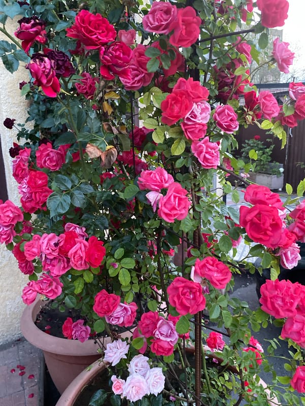 Relaxed afternoon among blooming roses in Yerevan