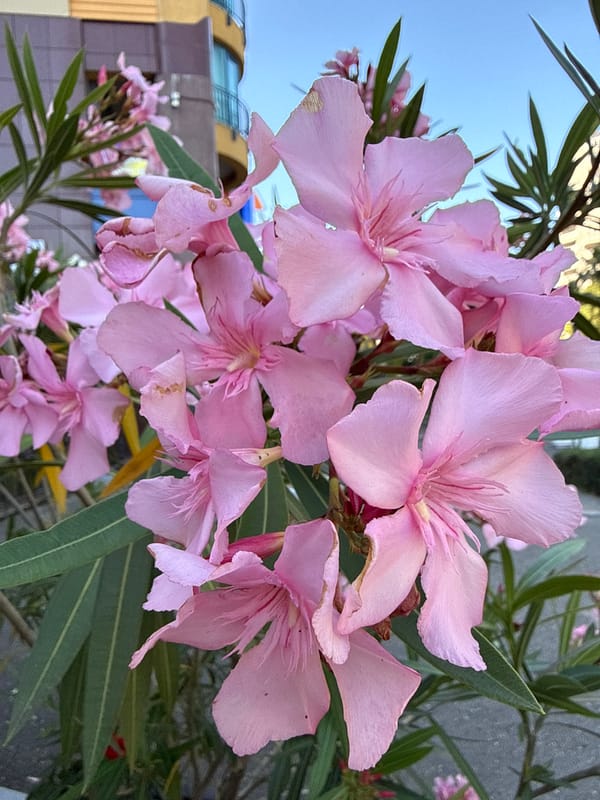 Snapshots of an ordinary July morning in Sochi