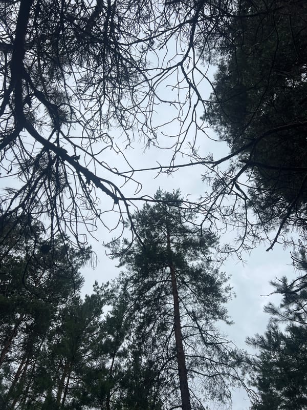 Slow forest walk with wildflowers, pine canopy, and a field coffee