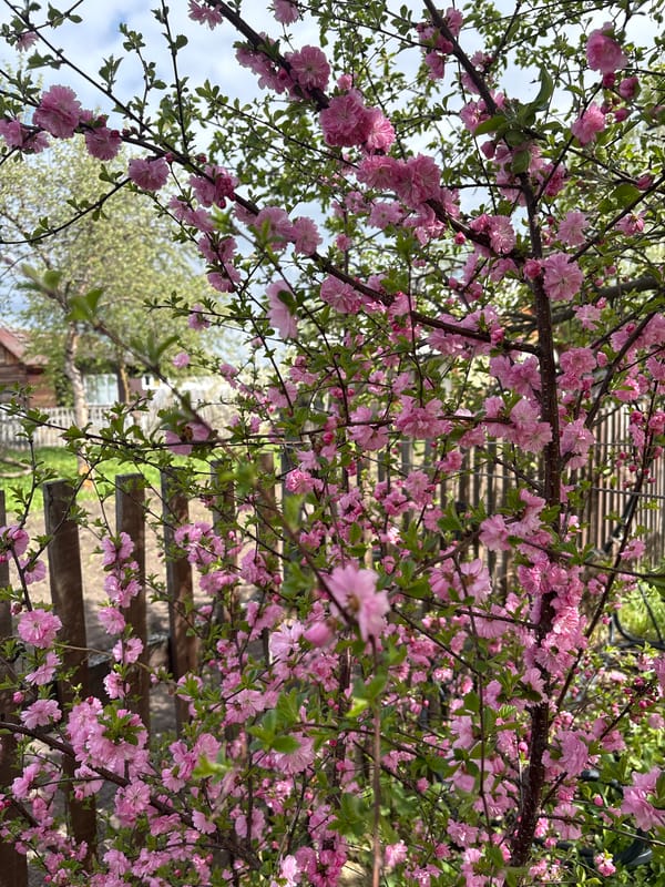 Wooden staircase framed by pink blooms in residential setting