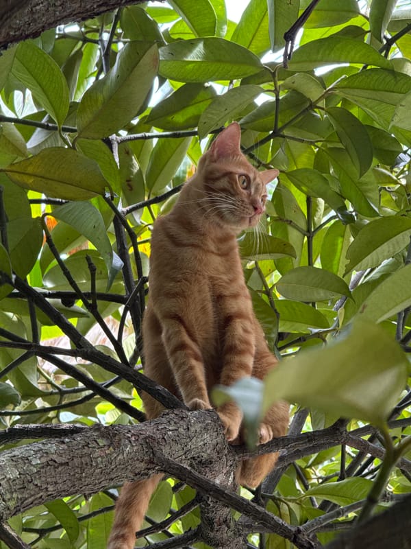 Cats in trees and on the ground, Ko Pha-ngan