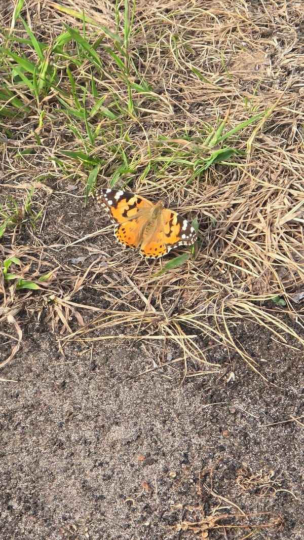 Orange butterfly spotted resting on ground in natural setting