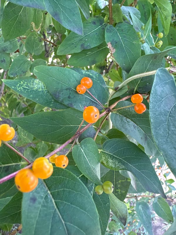 Diseased plants with fungal symptoms spotted in Vitebsk