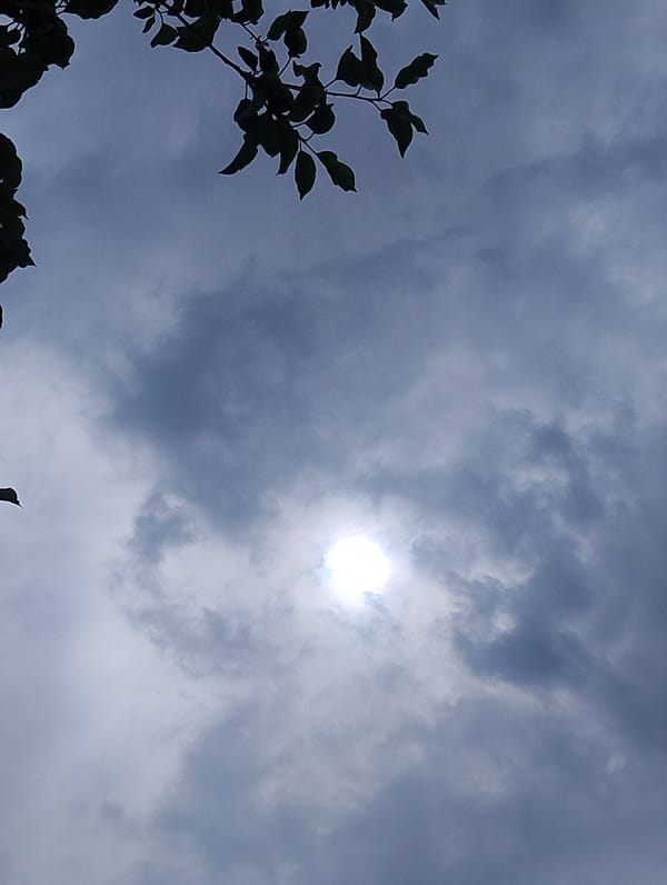 Witnesses document wet plants, fruit trees, cloudy skies