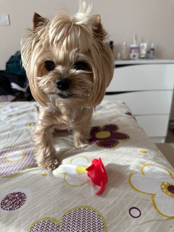 Yorkshire Terrier rests on bed in Sofia morning hours