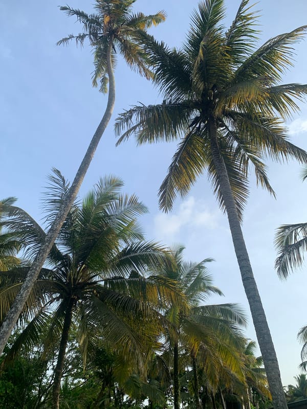 Golden hour scenes from Ahangama's palm-lined coastline