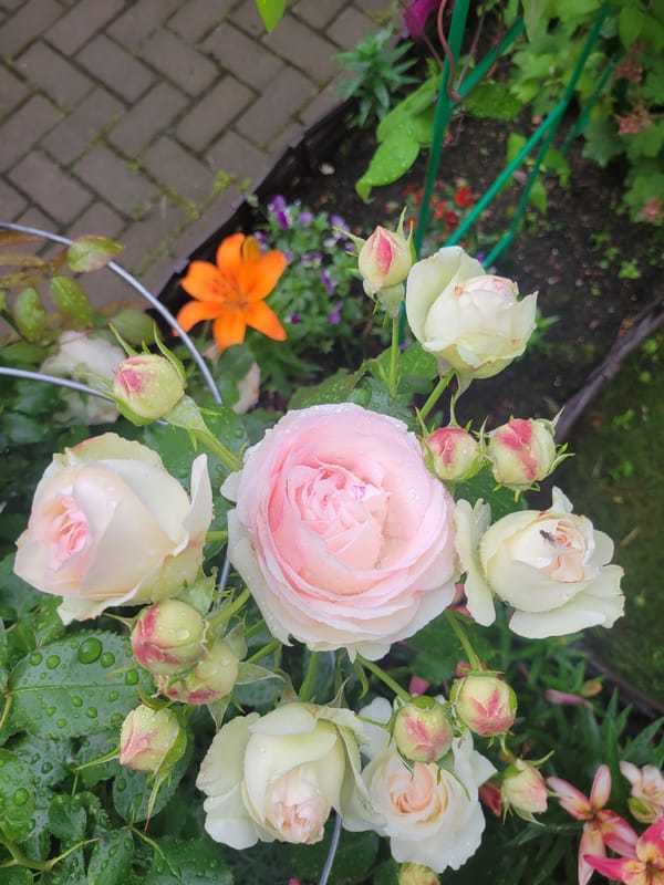 Rain-speckled flowers and a quiet garden in Pushkin