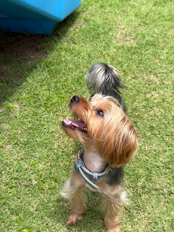 Yorkshire Terrier and owner hang out in Thep Krasatti