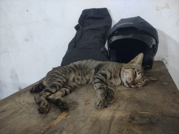 Cat rests beside Honda helmet in Depok, Indonesia