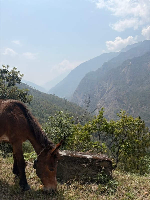 Horse grazes in mountainous landscape near Brabal, Nepal