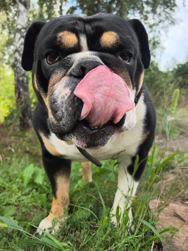 Bulldog and rope swing in a backyard, Noviy, Russia