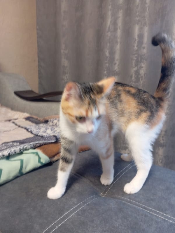 Calico and gray kittens at home in Volzhsky
