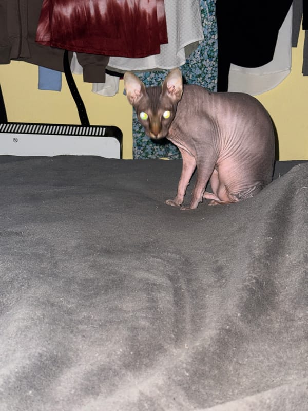 Sphynx cat spotted resting and grooming in Figueira da Foz