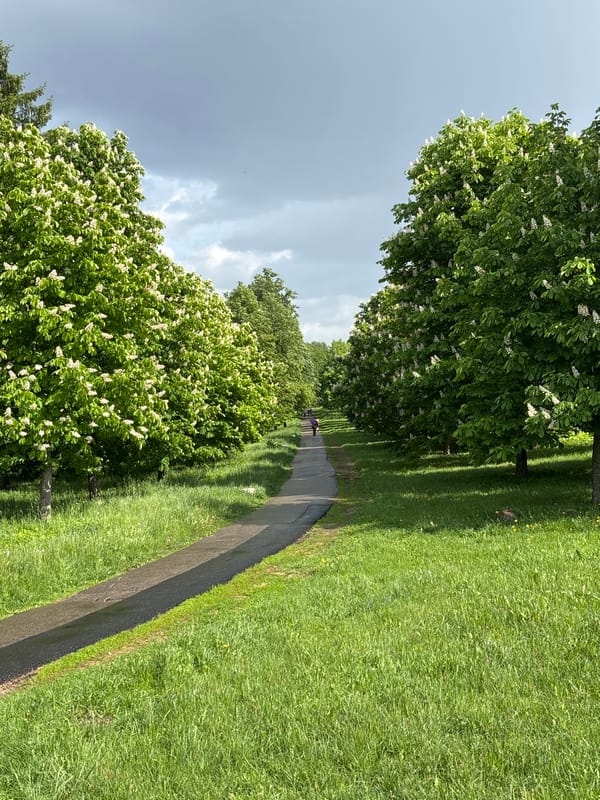 Person walks through blooming park in Minsk