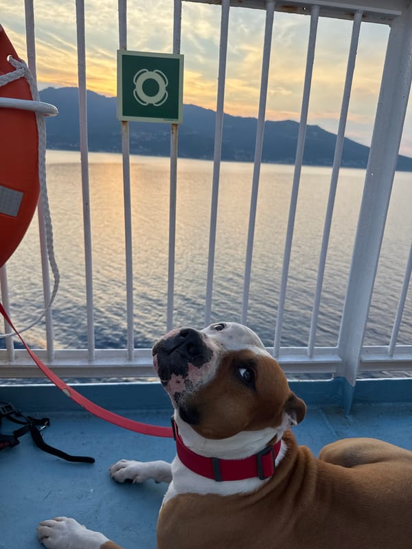 Dog chills on ferry deck off the Corsican coast