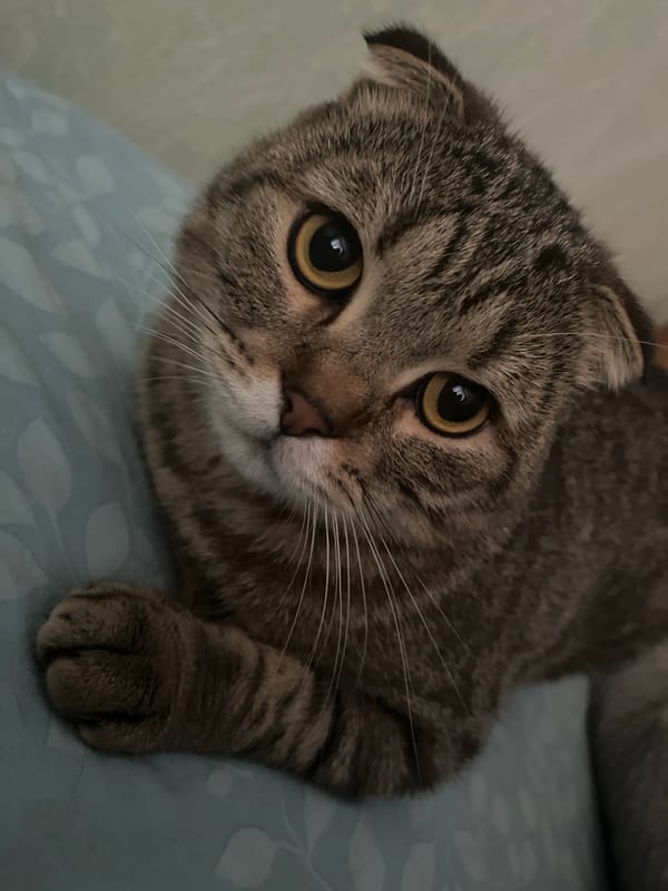 Scottish Fold cat and dewdrop flowers photographed in Russian home