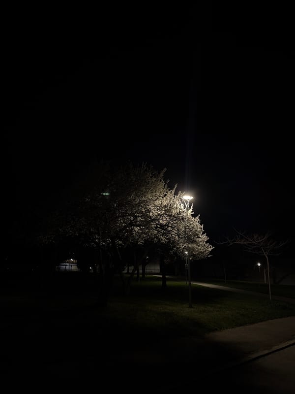 Spring blossoms illuminate Sofia park under streetlights