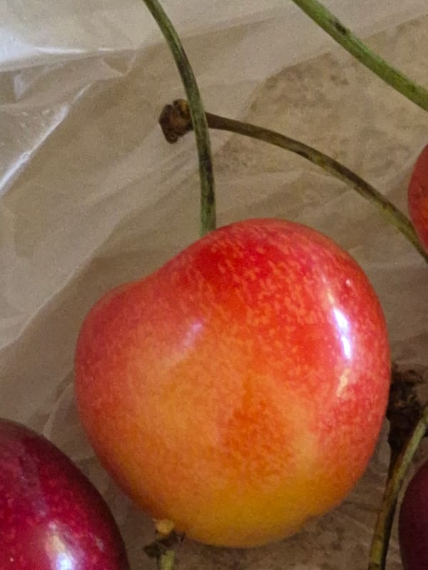 Garden morning: flowers, fruit, slugs, and a coffee break