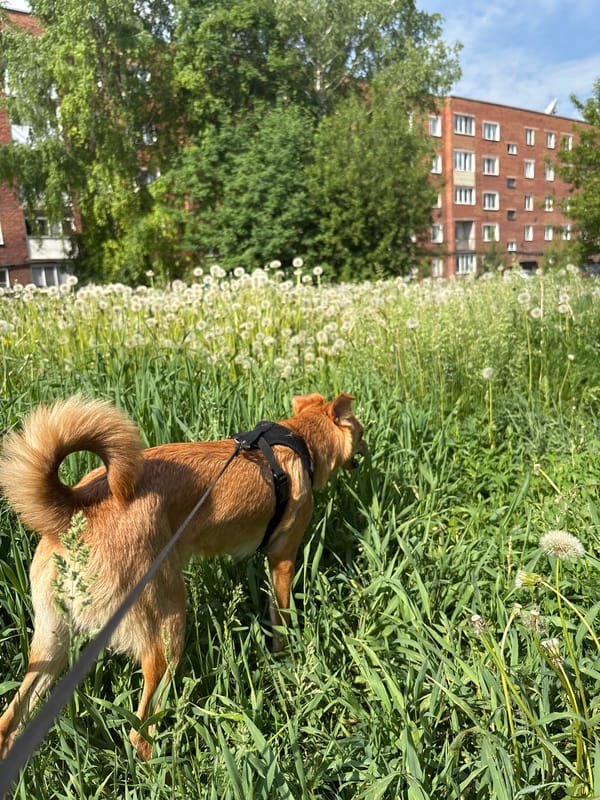 Brown dog spotted in various locations around Inskoy, Russia