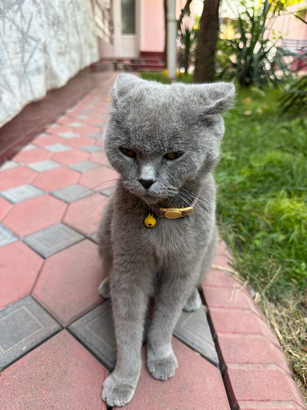 British Shorthair cat resting on a patterned tile walkway in Tashkent