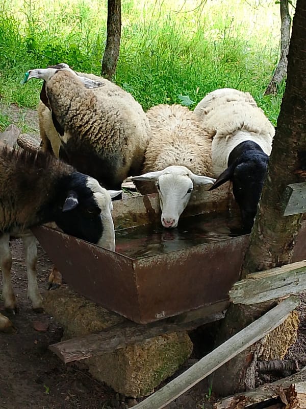 Sheep and goats graze across a hilly pasture