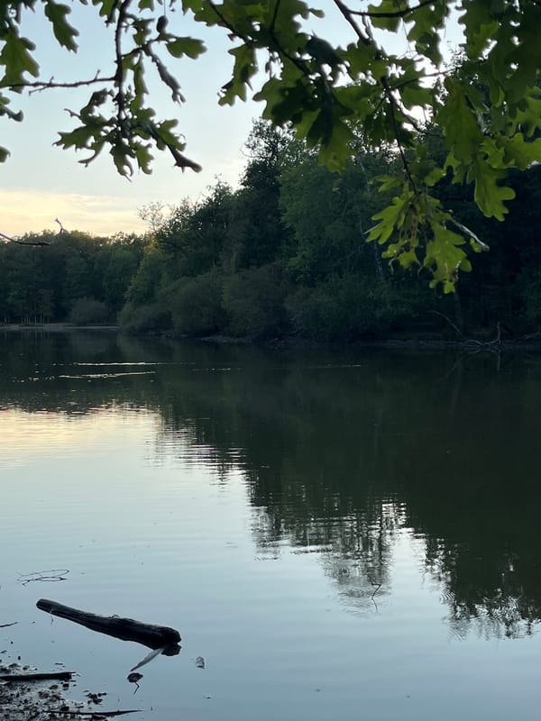 Dusk at a woodland lake in Sonchamp, with a log shelter nearby