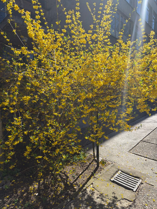 Spring forsythia blooms observed near concrete building in Pazardzhik