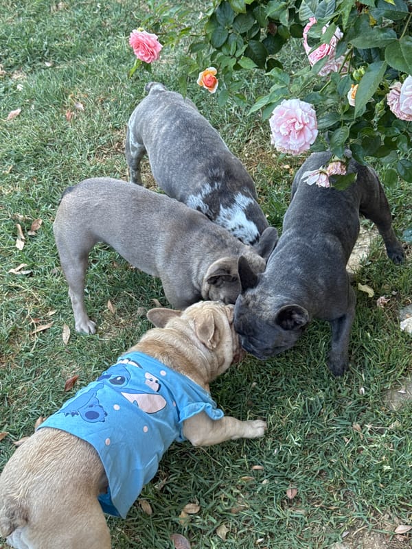 Four French Bulldogs play and lounge in an Italian backyard