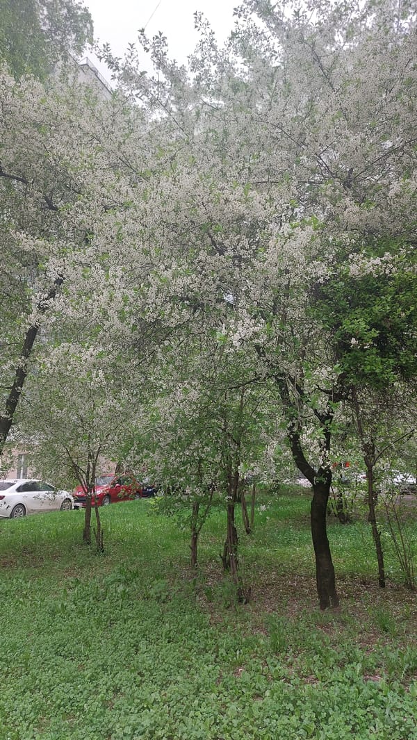 Spring blooms and park scenes documented across Moscow
