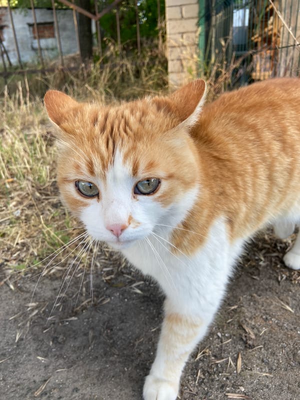Orange tabby cat exploring asphalt area near chain-link fence