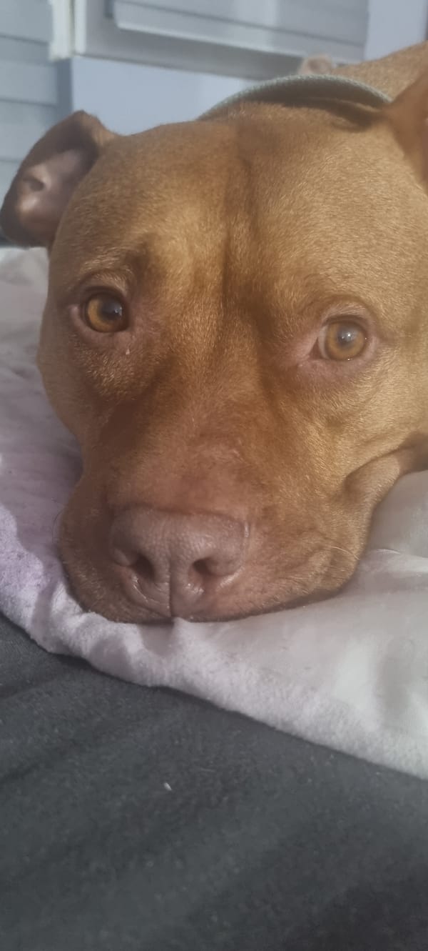 Dog resting indoors captured in multiple photos