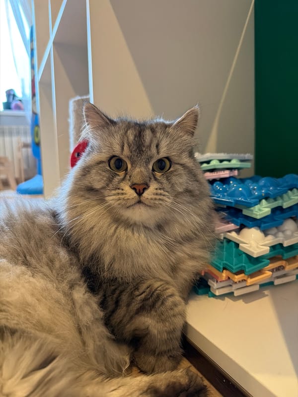 Lazy afternoon at home: cats, sunsets, and everyday snapshots