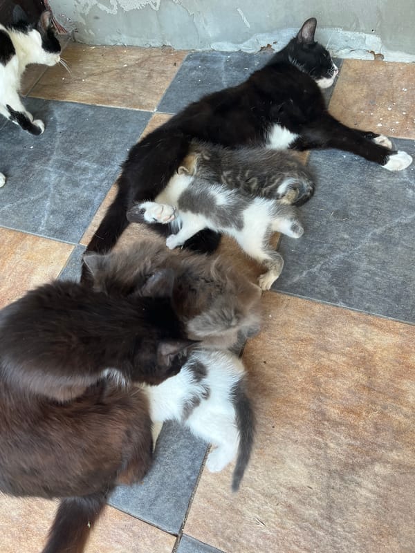 Cats, kittens, and backyard life in Bohunove on a summer afternoon