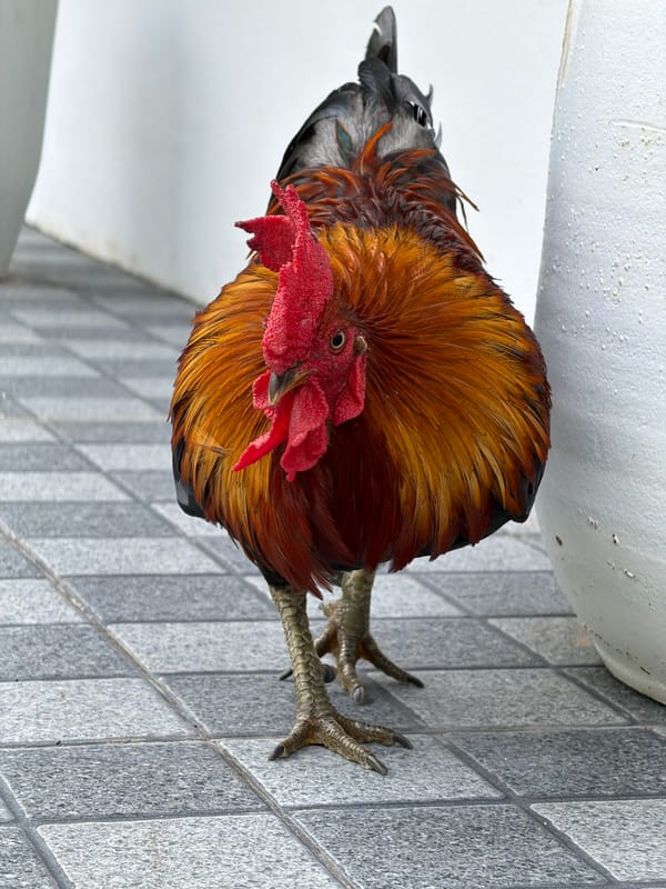 Lazy morning in Ko Samui: bold rooster, coffee, tropical views