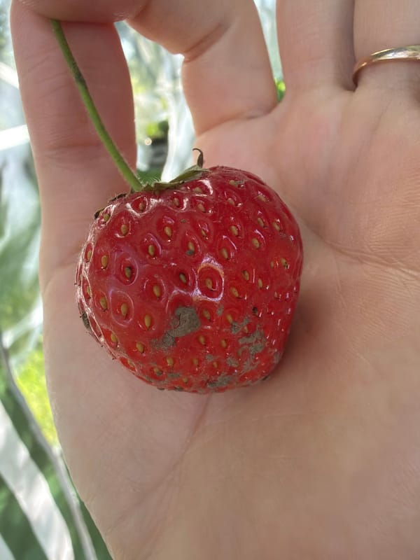Morning garden walk: flowers, berries, and fruit up close