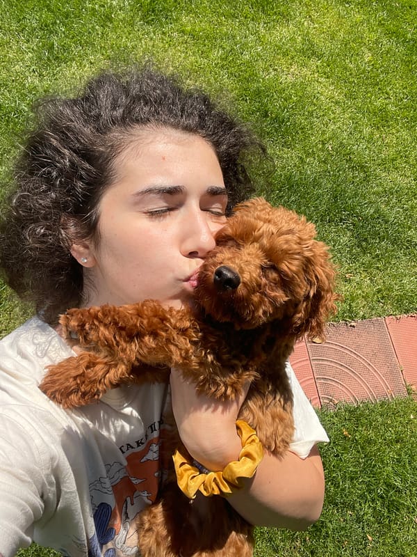 Person photographs curly-haired dog during sunny day in Sofia
