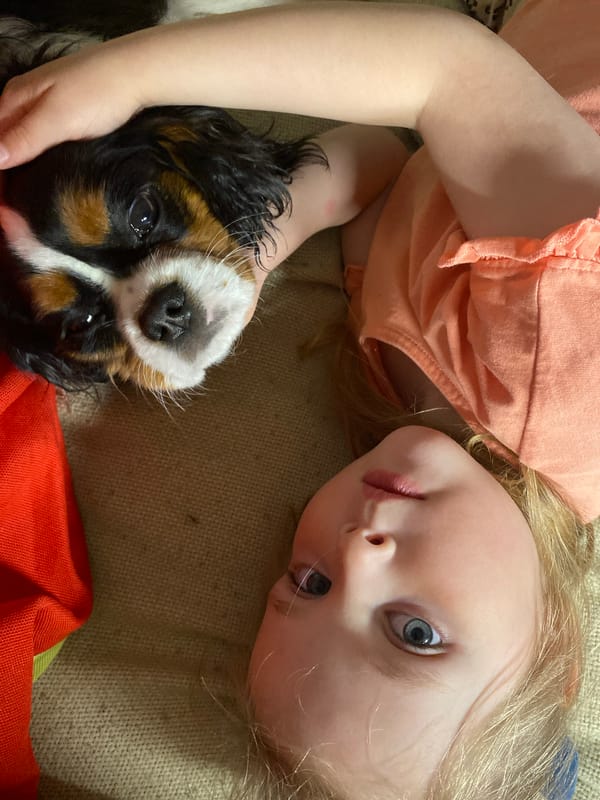 Toddler and Cavalier King Charles Spaniel photographed together in Votkinsk