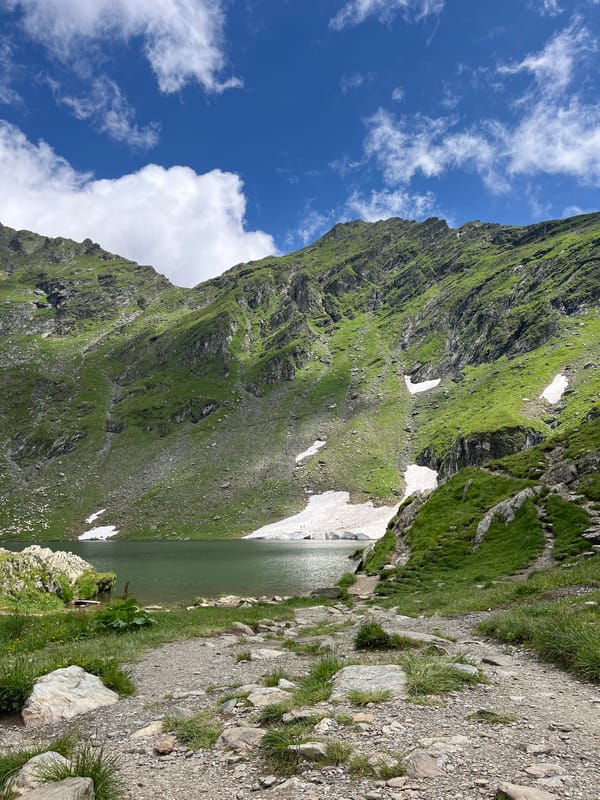Glacial lake and alpine wildflowers, Cârțișoara, Romania