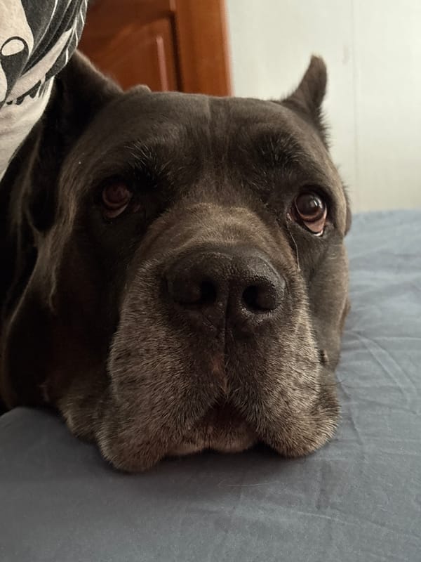 Gray Cane Corso dog rests on bed in Krasnoyarsk