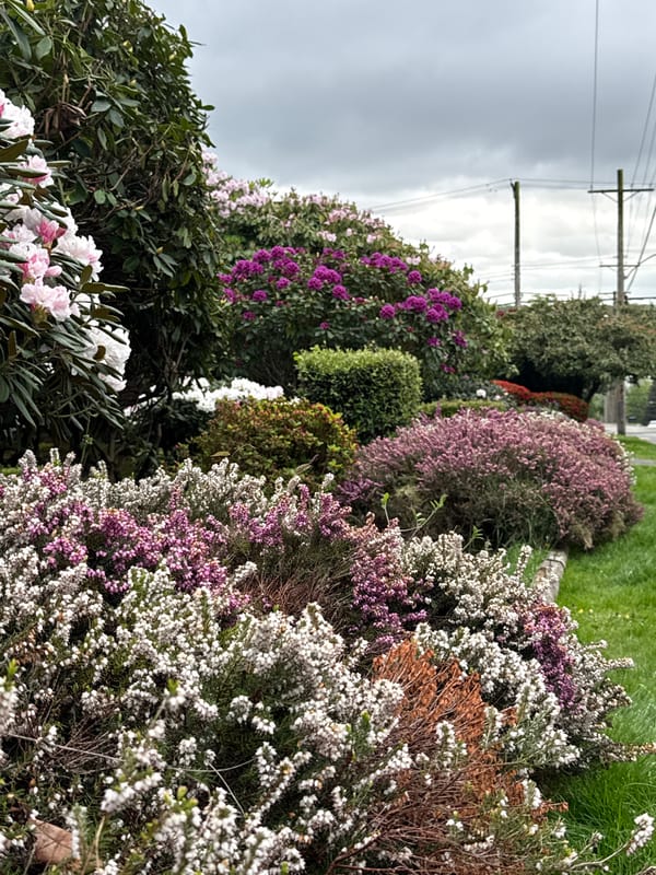 Man poses among blooming rhododendrons in New Westminster garden