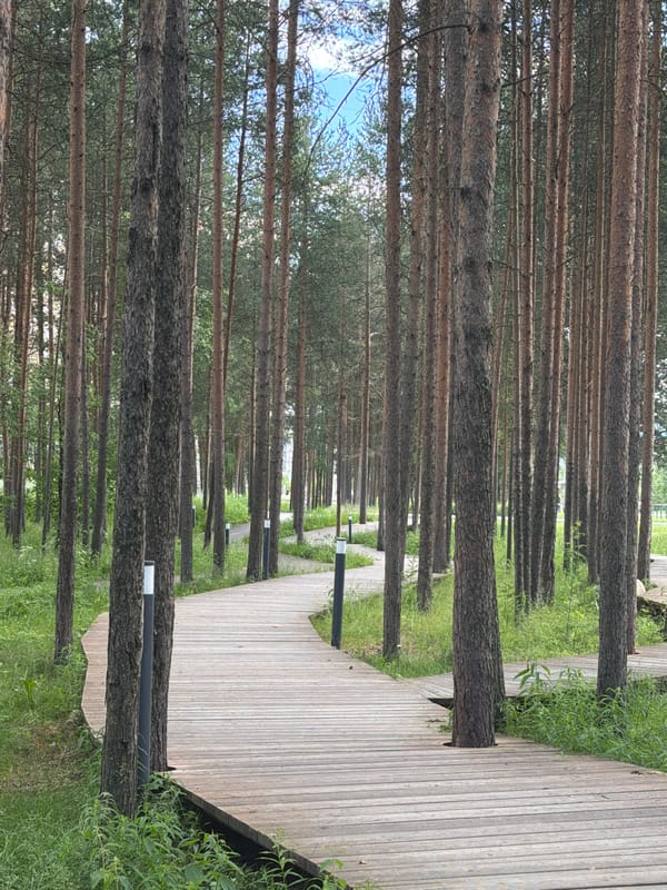 Wooden boardwalk curving through pine forest in Polarnie Zori