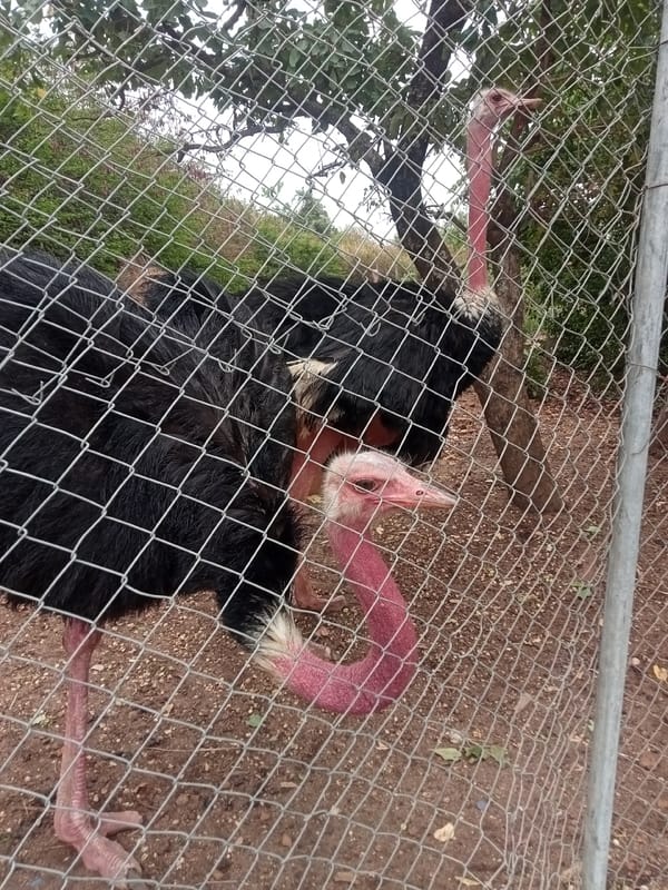 Wildlife park visit documented in Jos, Nigeria