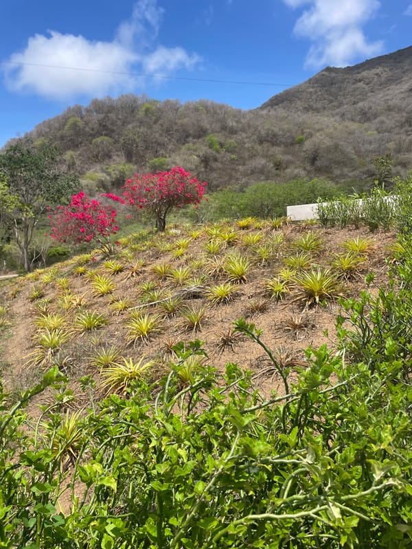 Casual moments documented across El Valle del Espíritu Santo