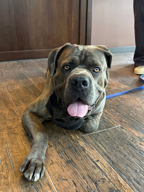 Woman and Cane Corso dog visit barbershop, park in Ternopil
