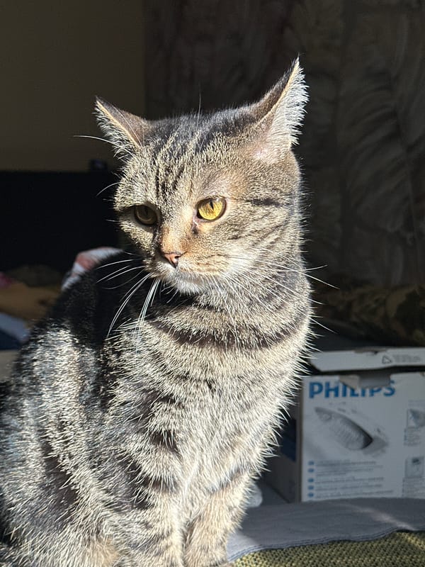 Tabby cat photographed in various indoor poses in Stavropol home