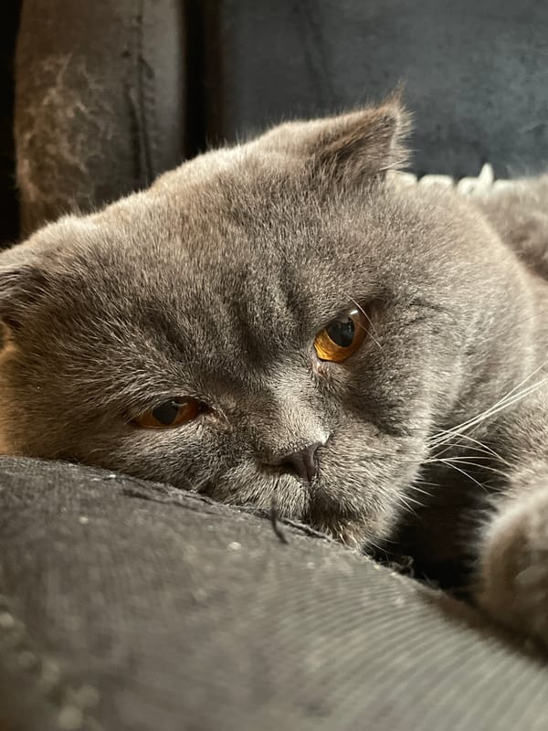 Grey Scottish Fold cat relaxing and playing indoors