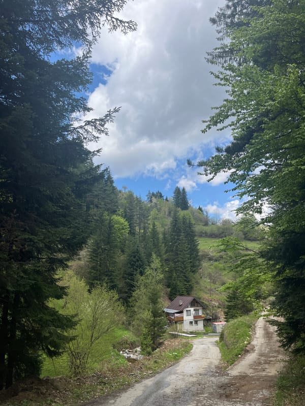 Spring forest drive documented near Drianovo, Bulgaria