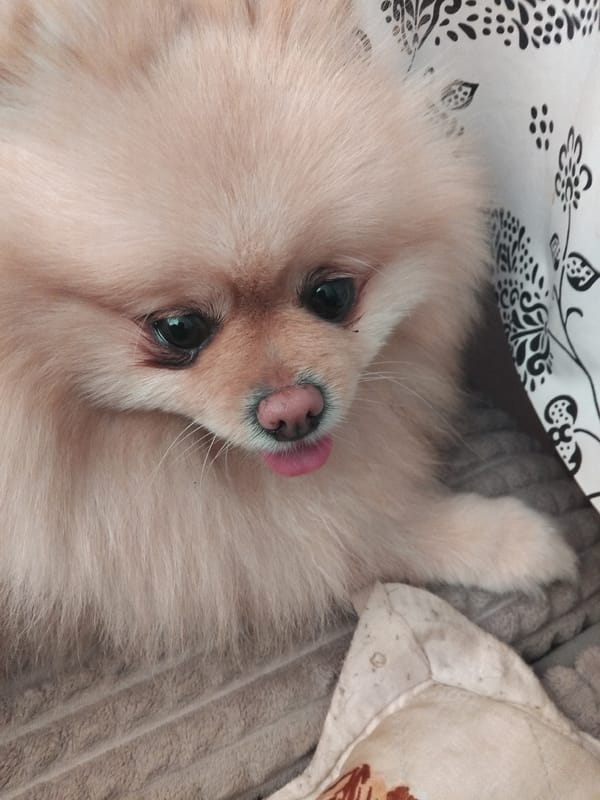 Fluffy Pomeranian chilling at home in Apriltsi, Bulgaria