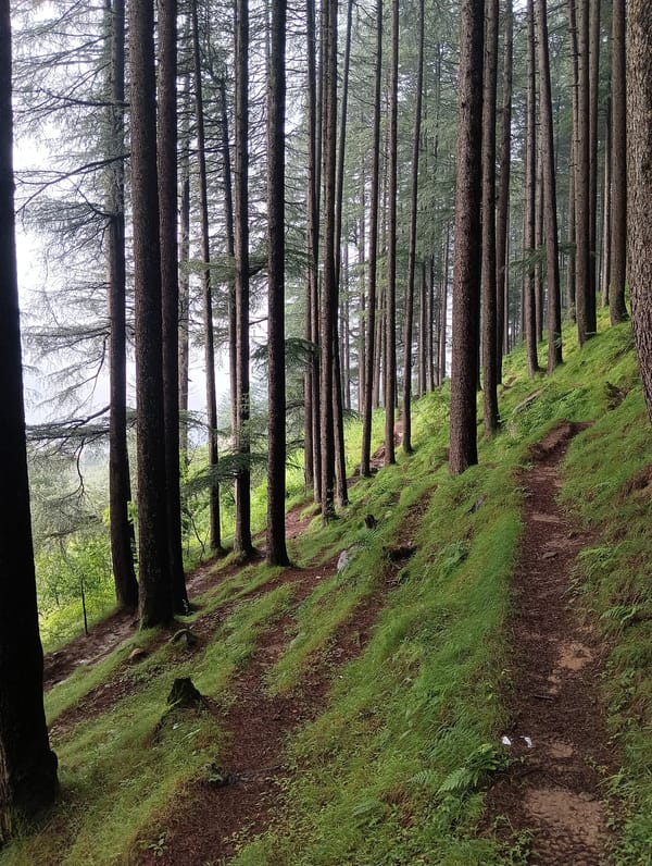 Misty pine forest trails in the hills above Chhyal