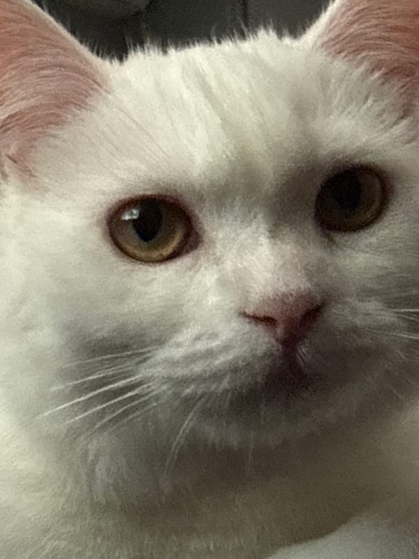 White cats, a backyard dog, and neighborhood wildlife up close.